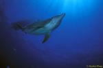 Bottlenosed Dolphins 130 Bahamas 051304