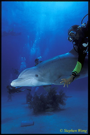 Bottlenosed Dolphins 132 Bahamas 051304