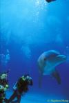 Bottlenosed Dolphins 133 Bahamas 051304