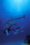 Bottlenosed Dolphins 138 Bahamas 051304