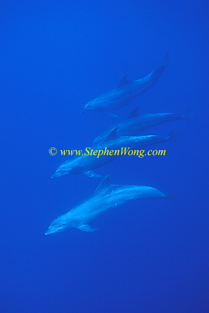 Bottlenosed Dolphins 142 060608
