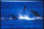 Bottlenosed Dolphins & False Killer Whales 02