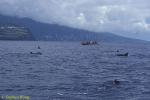 Bottlenosed Dolphins & snorkeler 01, Azores, 110103