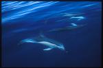 Common Dolphins 101