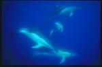 Common Dolphins 102