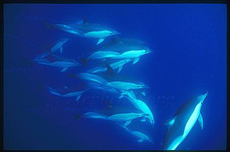 Common Dolphins 104