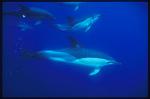 Common Dolphins 105