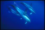 Common Dolphins 106