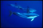 Common Dolphins 107