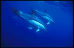 Common Dolphins 108