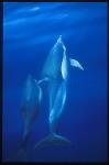 Common Dolphins 110