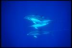 Common Dolphins 111