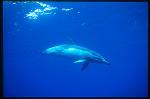 Common Dolphins 112
