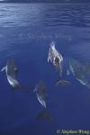 Common Dolphins 115 110803