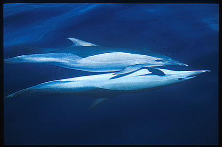 Common Dolphins mating 103