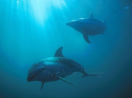 Dusky Dolphins 105