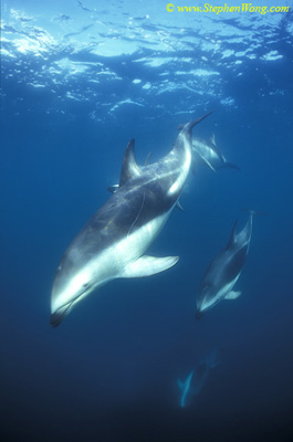 Dusky Dolphins 108