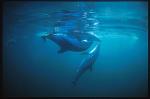Dusky Dolphins mating 01