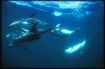Dusky Dolphins mating 02