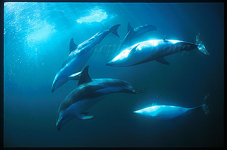 Dusky Dolphins mating 03