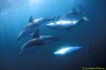 Dusky Dolphins mating 05