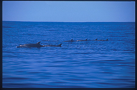 Pacific Spotted Dolphins 101