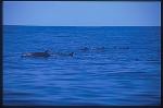 Pacific Spotted Dolphins 101