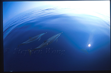 Pacific Spotted Dolphins 102