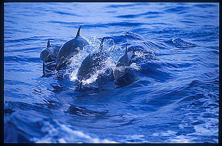 Pacific Spotted Dolphins 104