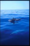 Pacific Spotted Dolphins 105