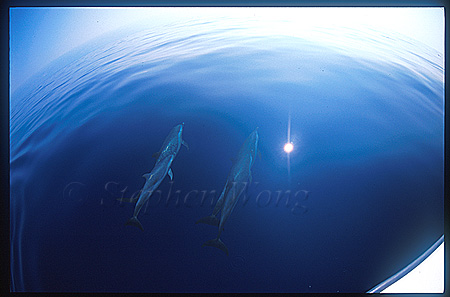 Pacific Spotted Dolphins 107