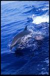 Pacific Spotted Dolphins 108