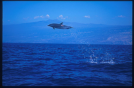 Pacific Spotted Dolphins 109
