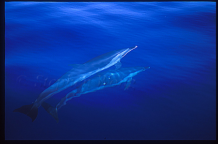 Pacific Spotted Dolphins 110