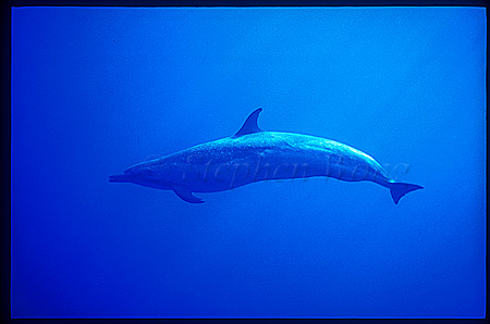 Pacific Spotted Dolphins 111