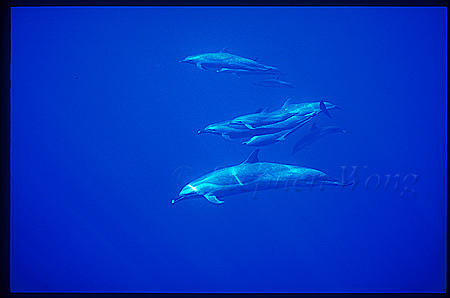 Pacific Spotted Dolphins 112