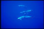Pacific Spotted Dolphins 112