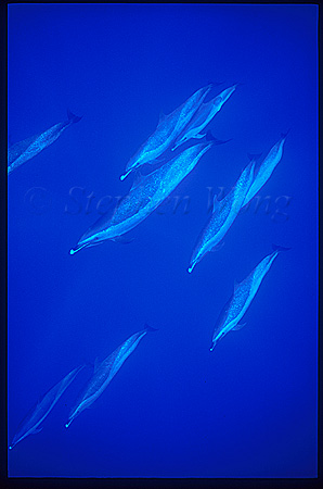 Pacific Spotted Dolphins 113