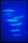 Pacific Spotted Dolphins 114
