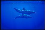 Pacific Spotted Dolphins 115