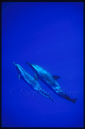 Pacific Spotted Dolphins 116