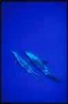 Pacific Spotted Dolphins 116