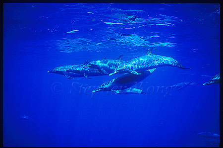 Pacific Spotted Dolphins 117