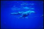 Pacific Spotted Dolphins 117