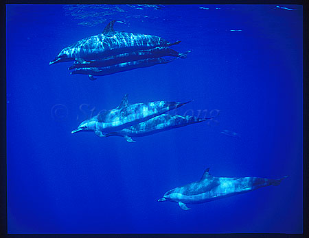 Pacific Spotted Dolphins 118