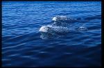Risso's Dolphins 01
