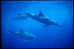 Spinner Dolphins 102