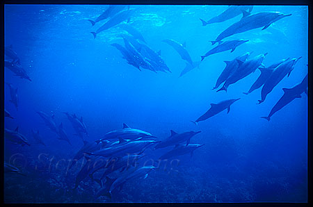 Spinner Dolphins 103