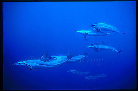 Spinner Dolphins 104
