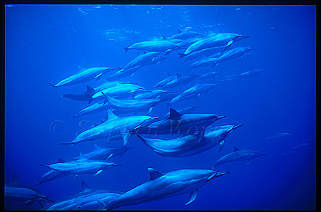 Spinner Dolphins 105